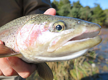 Himalayan Trout