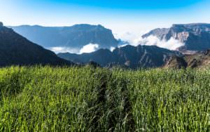 Alila Jabal Akhdar Destination Barley Grass